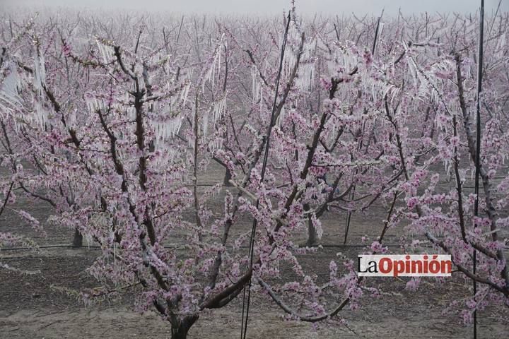 Helada del 17 de febrero de 2016 en Cieza