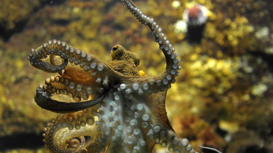 Uno de los brazos de los pulpos sirve para reproducirse y fecundar a las hembras sin necesidad de verlas