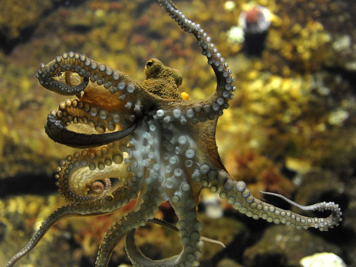 Los pulpos tienen un increíble sistema de reproducción