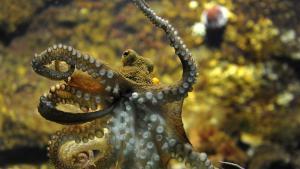 Los pulpos tienen un increíble sistema de reproducción