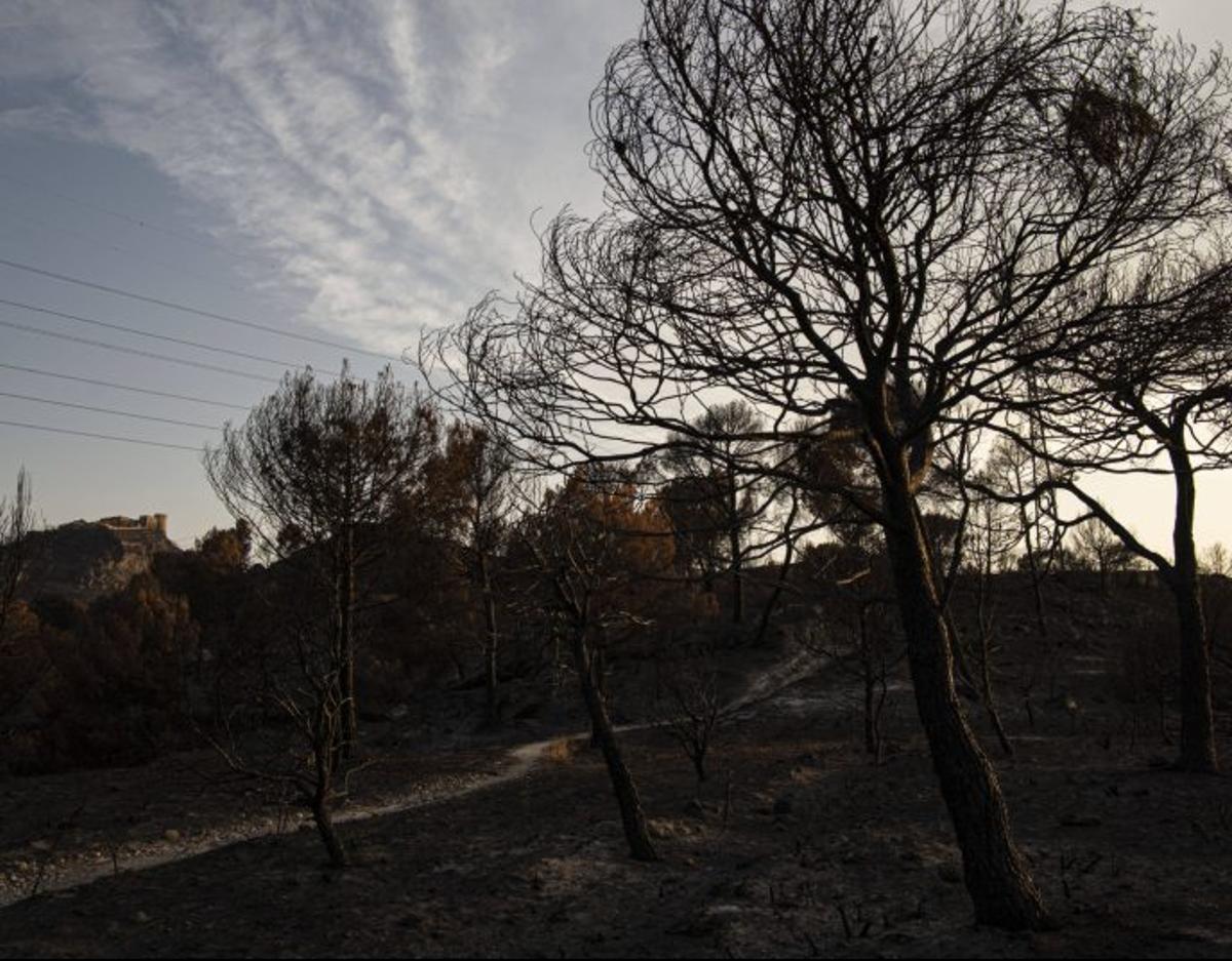 El bosc cremat | O.B.