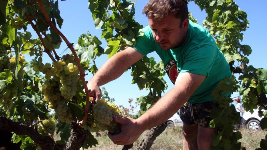 La verema a la DO Empordà serà un 10% inferior a la de l&#039;any passat