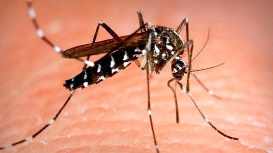 Girona, una de les zones amb més risc d&#039;agafar el dengue