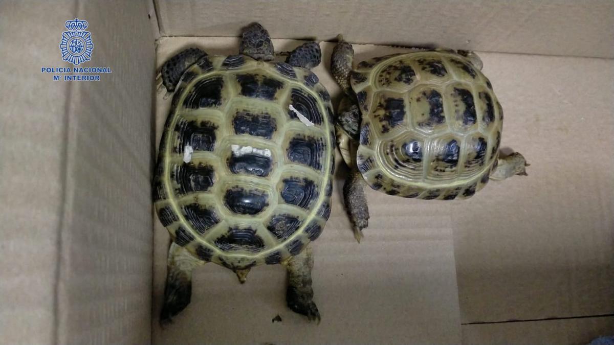 Las dos tortugas intervenidas en el aeropuerto.