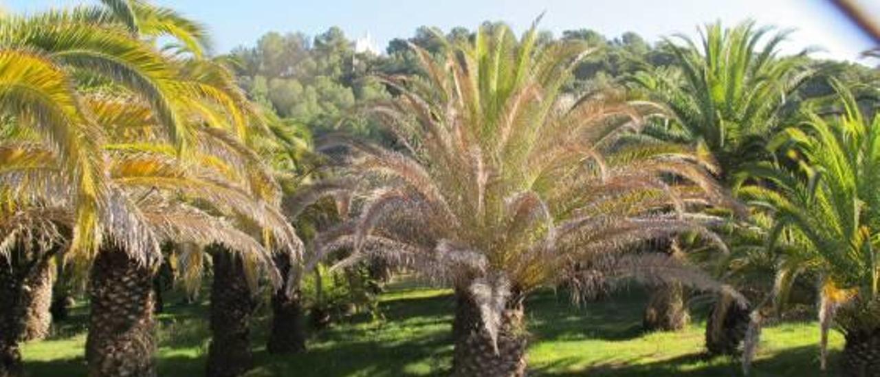 El hongo «Diaporthe Neotheicola» amenaza a las  palmeras del manantial de la Esperanza de Segorbe