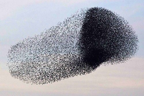 A flock of starlings fly over an agricultural field near the southern Israeli city of Netivot