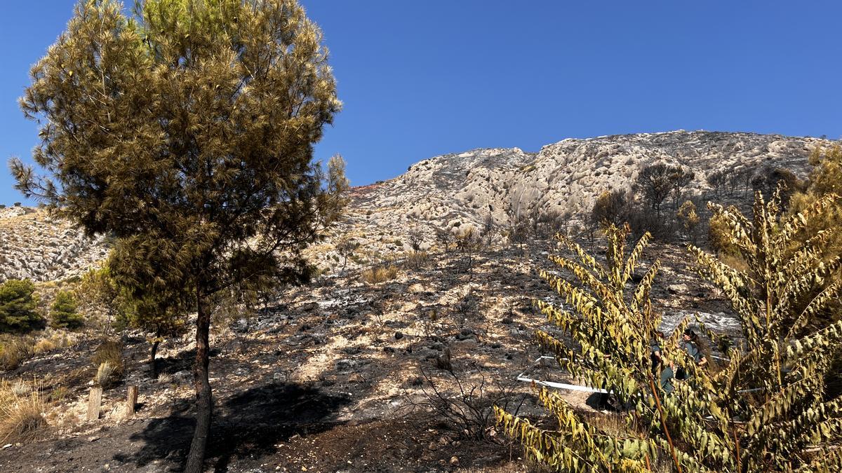 Efectos del incendio forestal en la sierra del Caballo de Petrer.