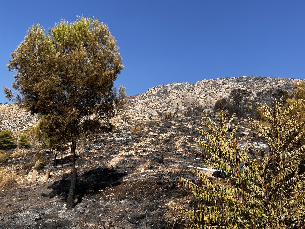 Efectos del incendio forestal en la sierra del Caballo de Petrer.