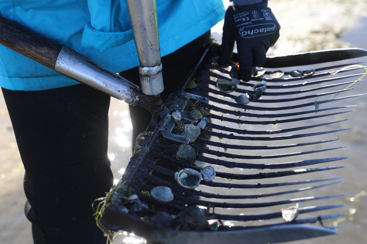 Los bivalvos no acaban de alcanzar la talla deseada en las concesiones de San Martiño.