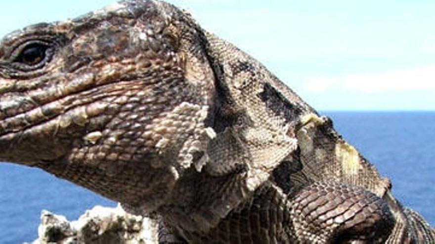 Individuo de &#039;Gallotia simonyi&#039;, lagarto gigante de El Hierro, en un área próxima a la costa insular. i LA PROVINCIA