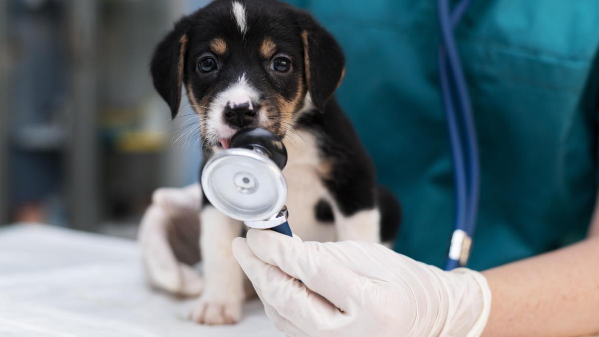 Un perro en el veterinario en una imagen de archivo