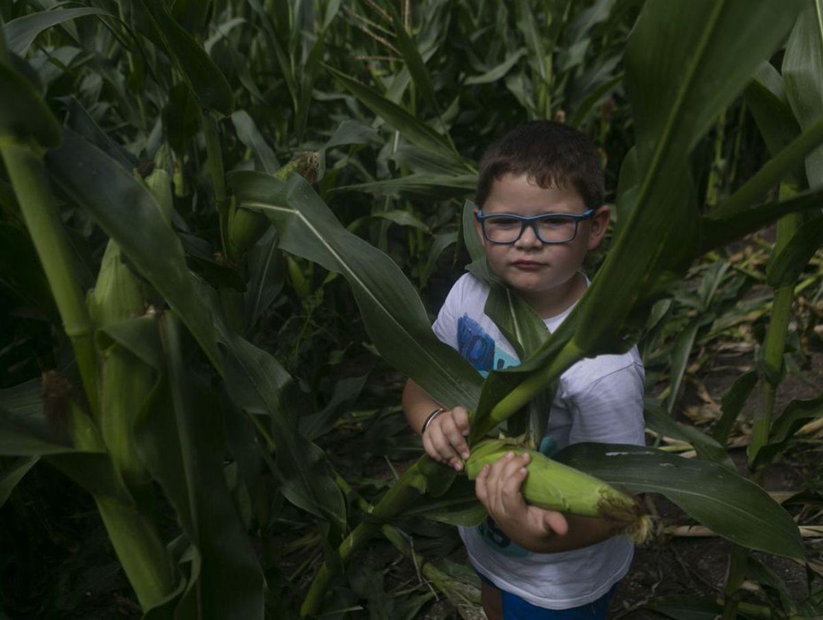 Los jabalíes se ceban con el maíz: estiman daños en el 20% de las plantaciones