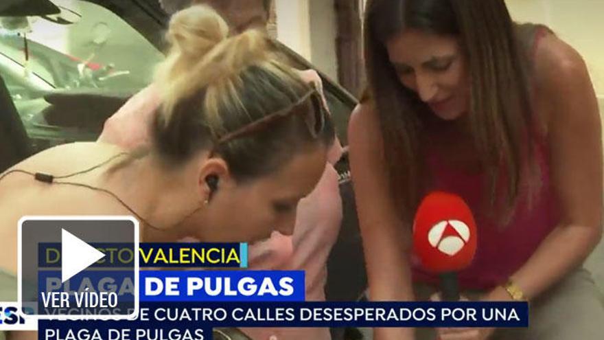 Las pulgas atacan a la reportera de &#039;Espejo Público&#039;