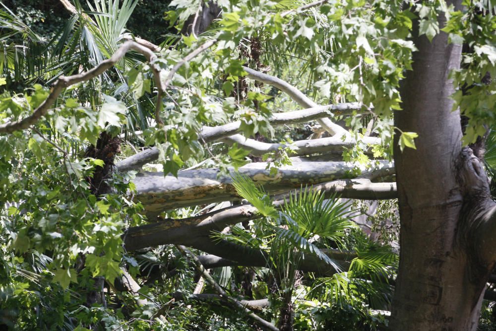 Tanquen fins dilluns els Jardins de la Devesa per la caiguda d''un plàtan