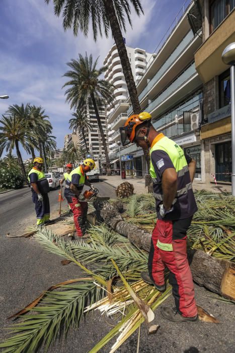 Talan dos palmeras en el Paseo Marítimo