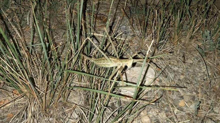 Troben a la Garriga d’Empordà un exemplar d’una escassa llagosta carnívora