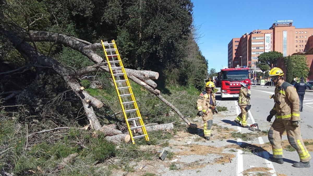 Arbres caiguts a Girona per la ventada Arbres caiguts a Girona per la ventada