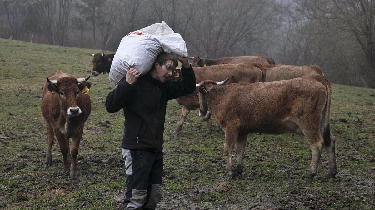 Marcos Remis, con un saco de tacos en la espalda, repartiendo por una finca para las vacas que tiene fuera de las cuadras. | |  MIKI LÓPEZ