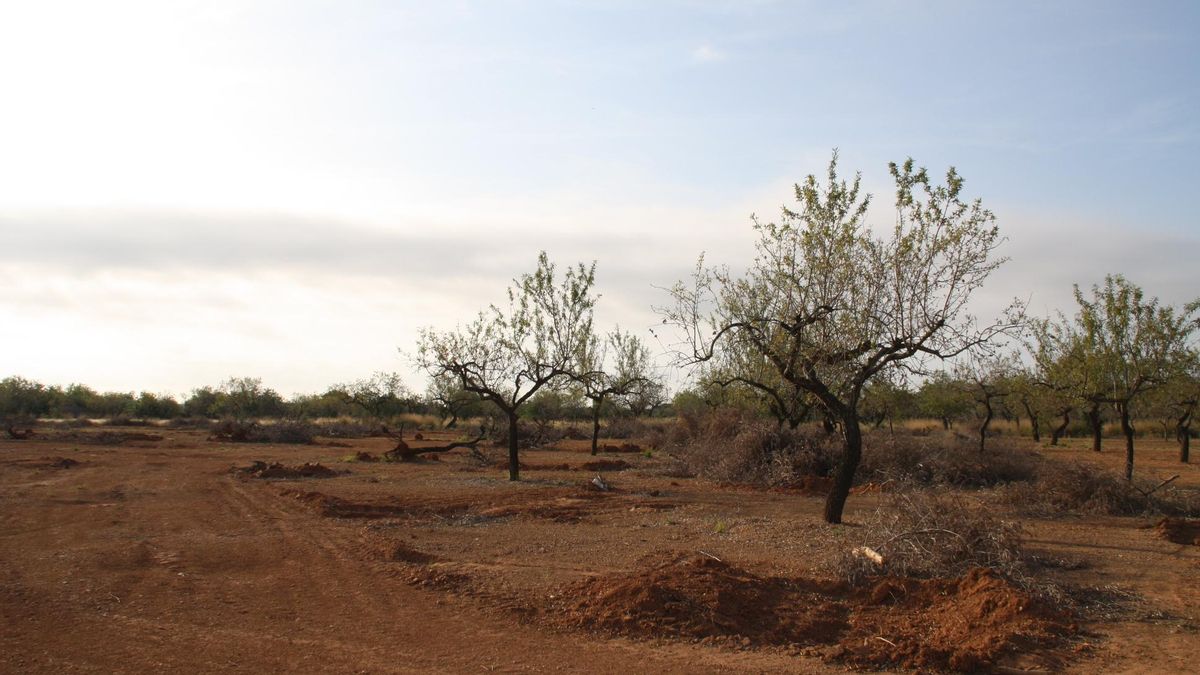 El Ayuntamiento tiene terrenos sin uso en la zona de Soterranyes.