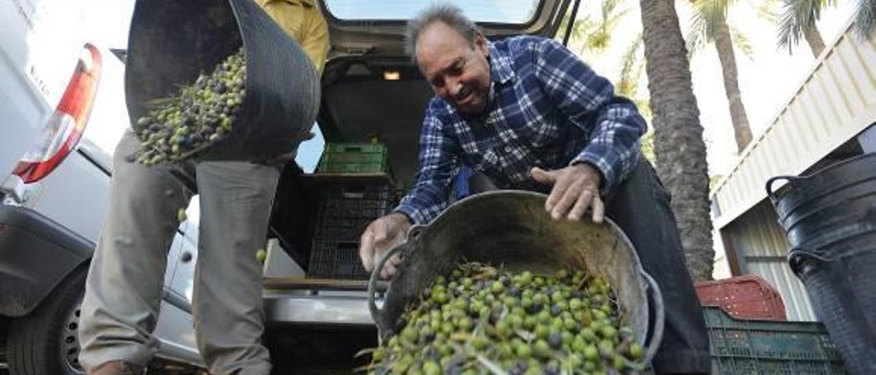 Dos hombres depositando las olivas recién recolectadas en una tolva de la almazara de El Tendre.