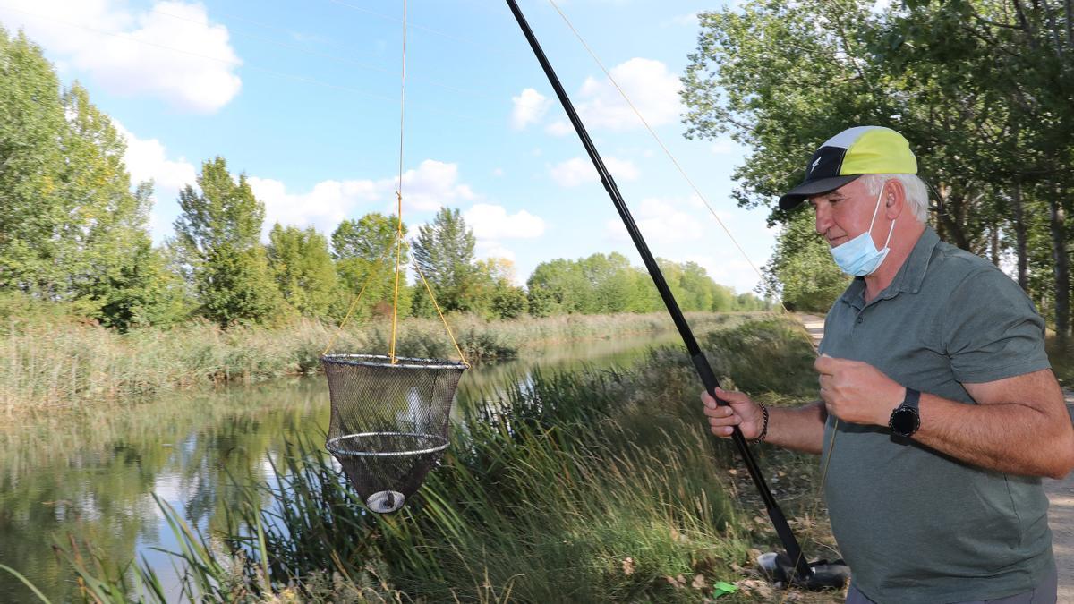 Jesús Ángel de Celis pesca cangrejos con retel en el canal de Castilla a su paso por Palencia.