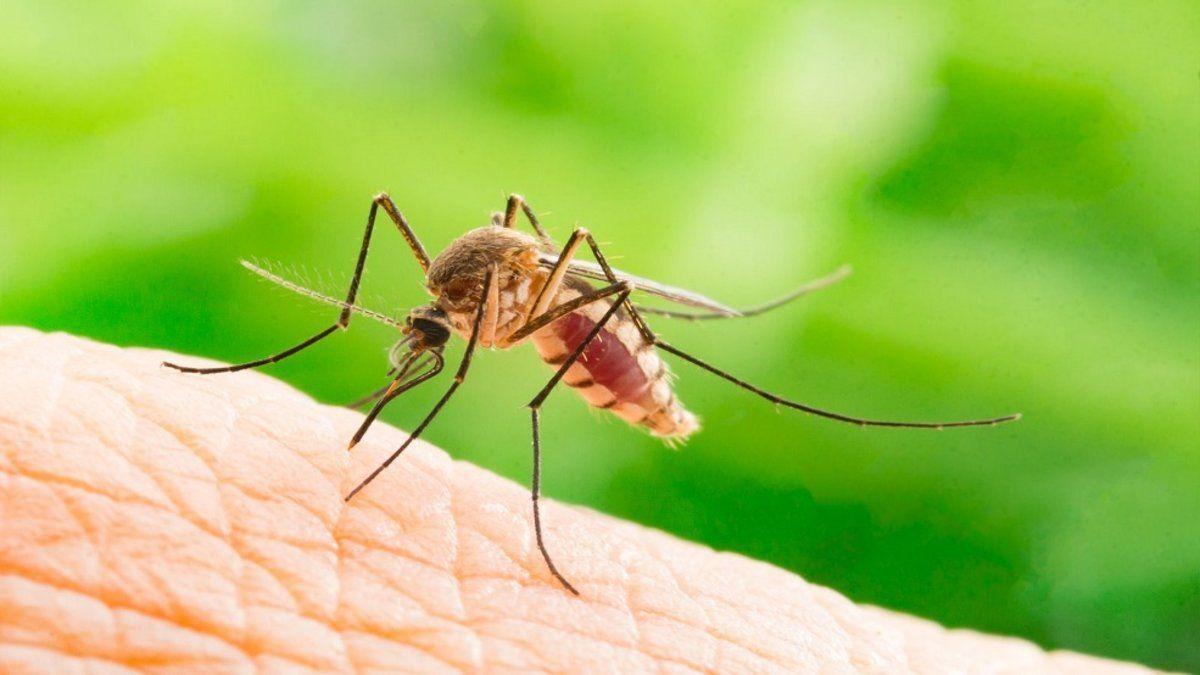 Canarias, en peligro de nuevo por el mosquito de la fiebre amarilla