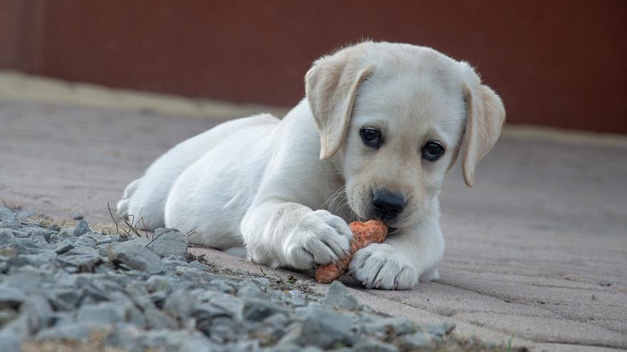 PERROS VEGANOS | ¿Puede ser un perro vegano o vegetariano?