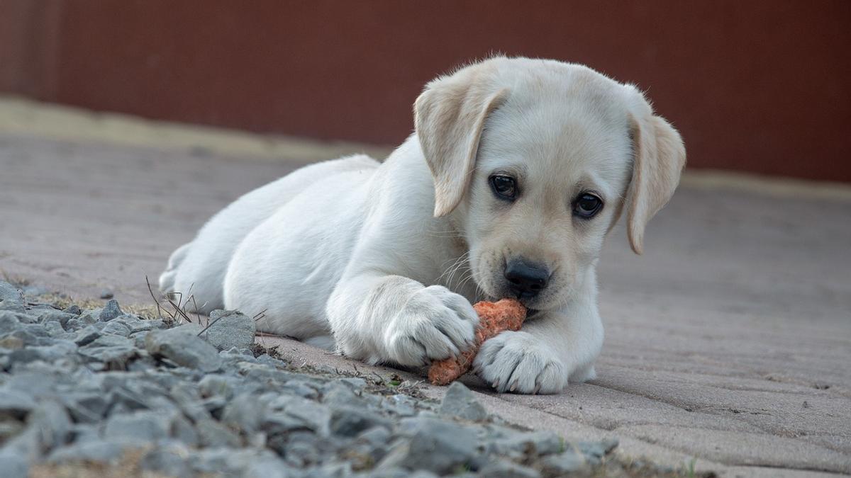 Los juguetes de plástico para mascotas pueden meterse en el lavavajillas