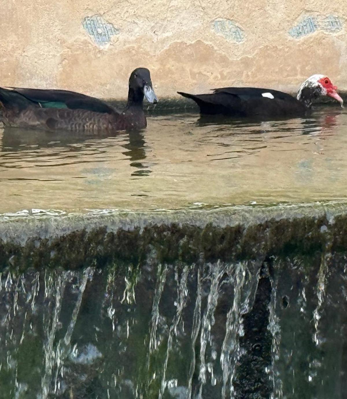 La Alcudia, El Hondo y los parques, unidos por las aves