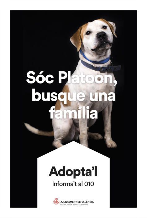 València pone cara y nombre a los perros de Benimàmet que buscan familia de adopción