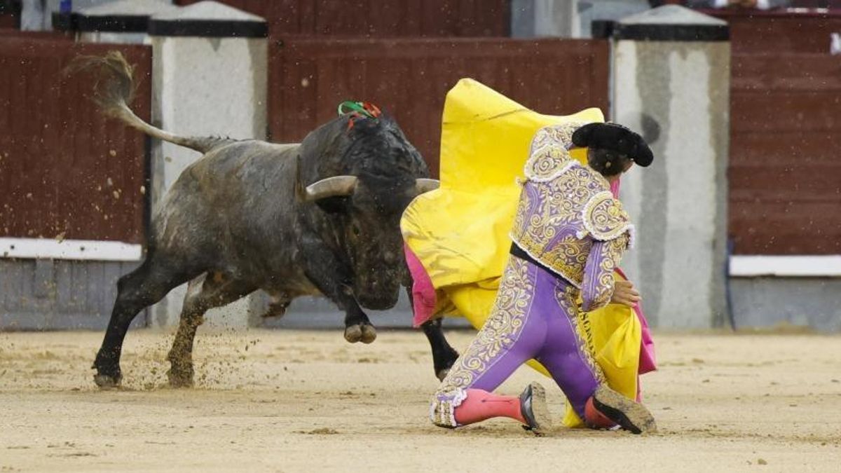 Escribano recibe a portagayola al primero de su lote, este jueves, en Las Ventas.
