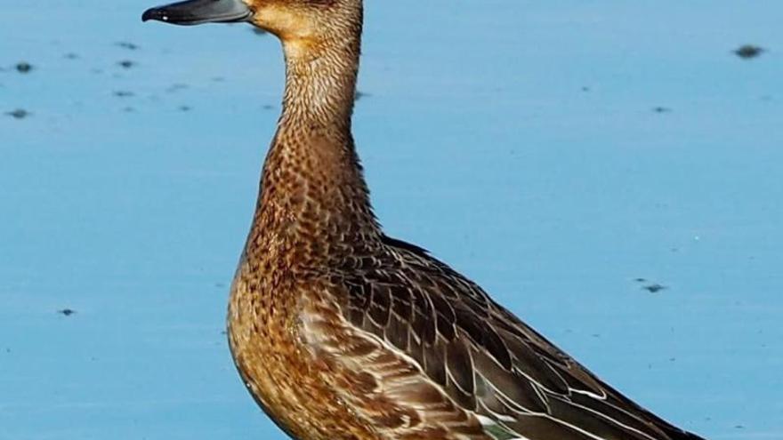 2 Un xarrasclet femella que han pogut observar els naturalistes.F  | ELENA FARRÉ 