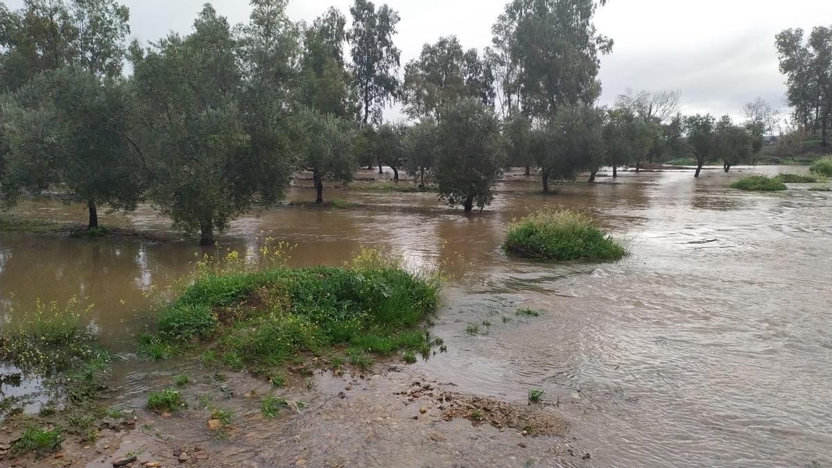 Fotogalería | Cultivos anegados en fincas de Mérida por la sucesión de borrascas