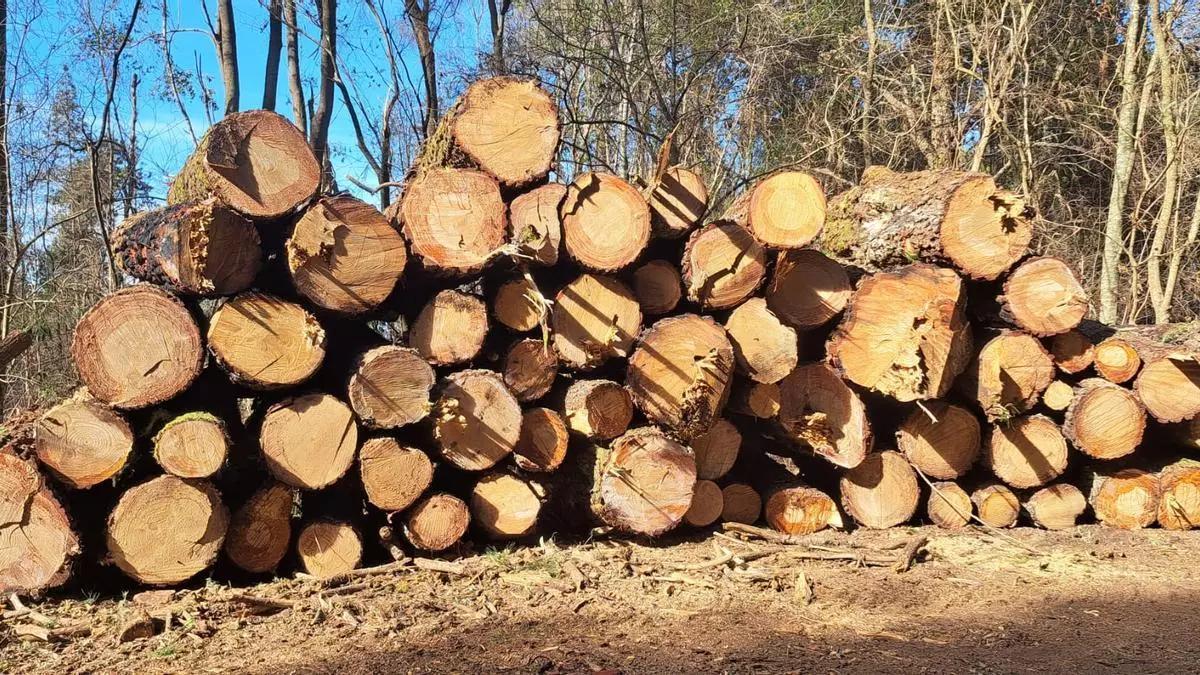 Troncos de pino californiano afectados por el incendio y apilados en las tareas de recuperación del monte tinerfeño.