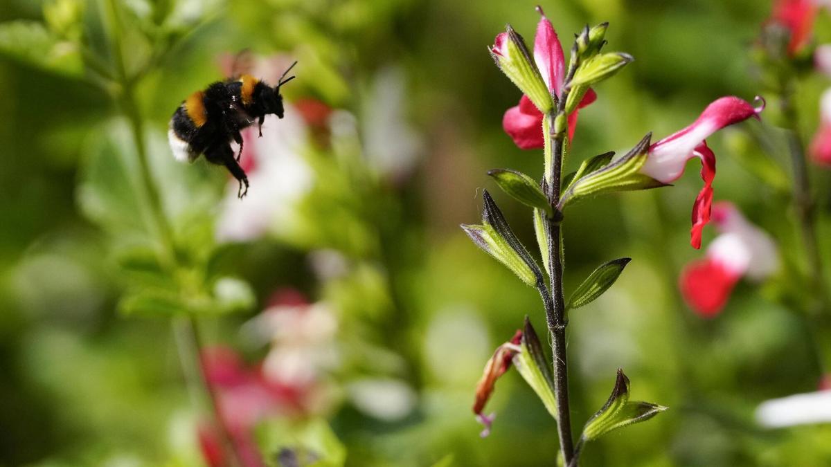 Un abejorro sobrevolando una flor.