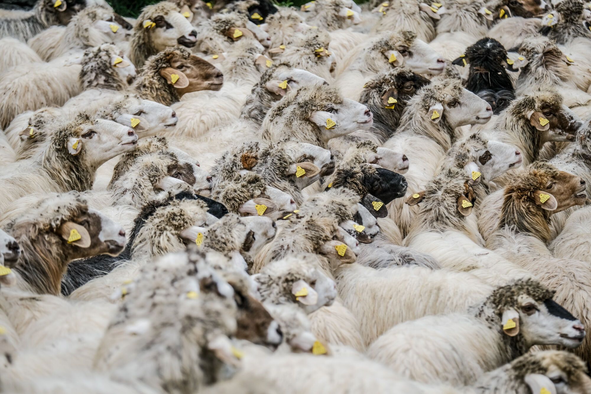 Transhumancia en Tejeda