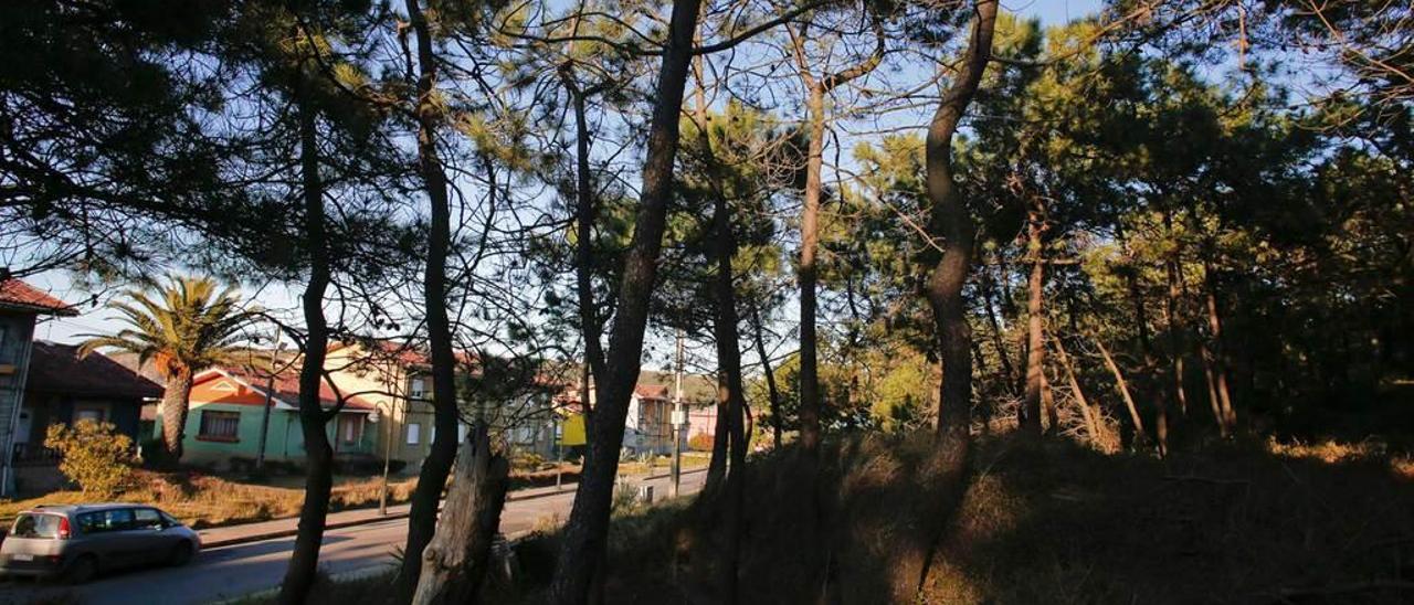 Zona del pinar colindante con las viviendas de la calle Río Narcea.