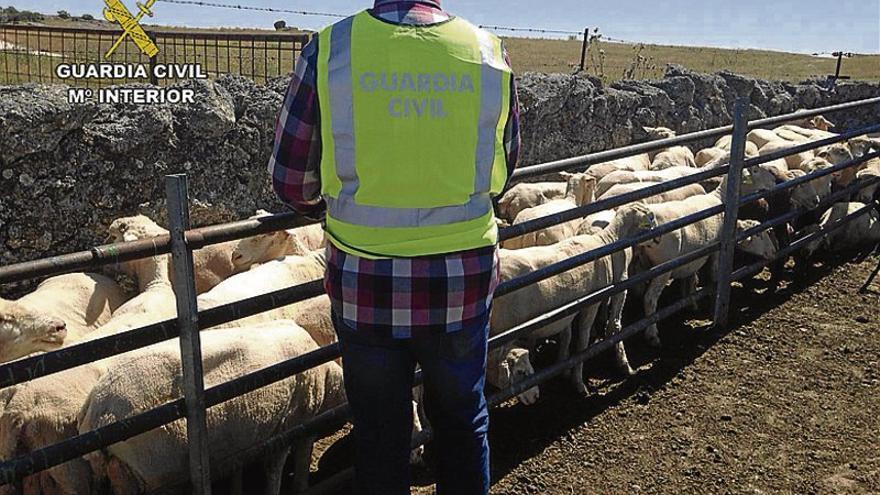 Detienen a 5 personas por varios robos en el campo en la provincia de Cáceres