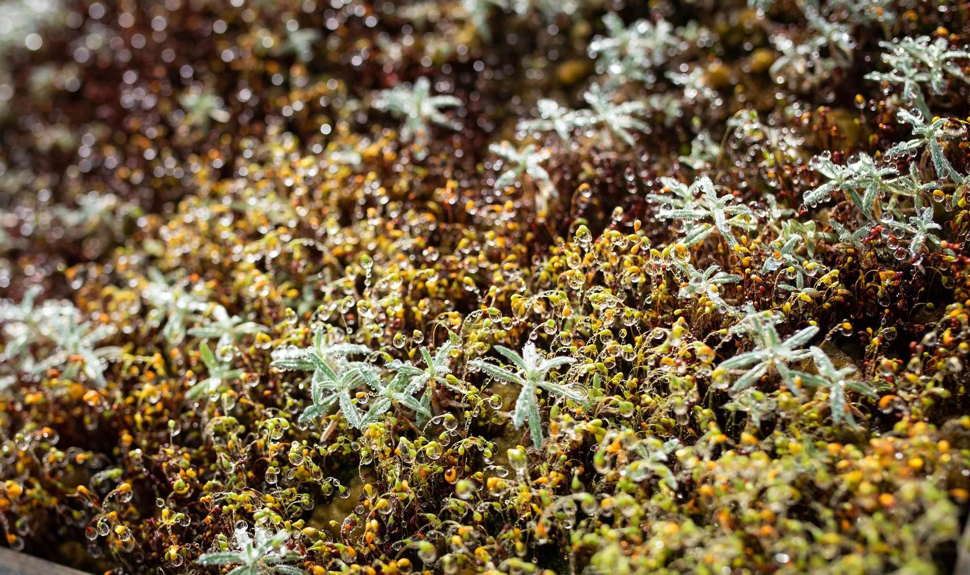 Vivero Parque Nacional del Teide (El Portillo)