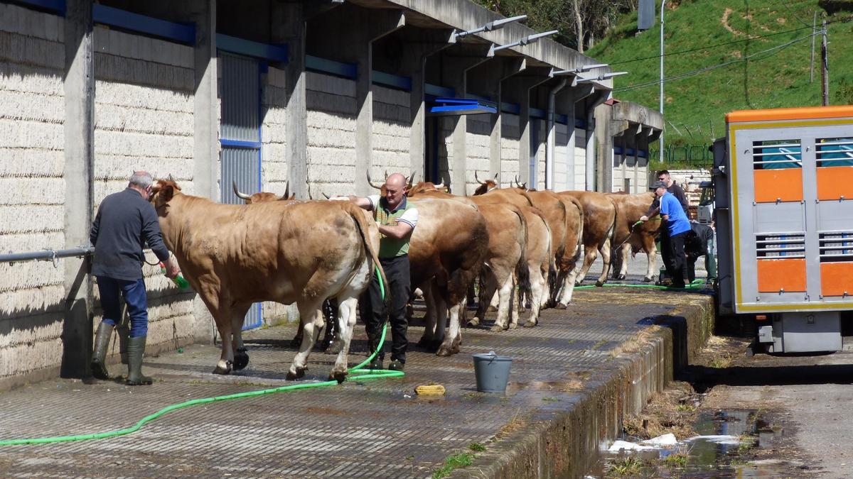 Participantes del concurso preparando las reses antes de entrar al recinto ferial de Cangas del Narcea.