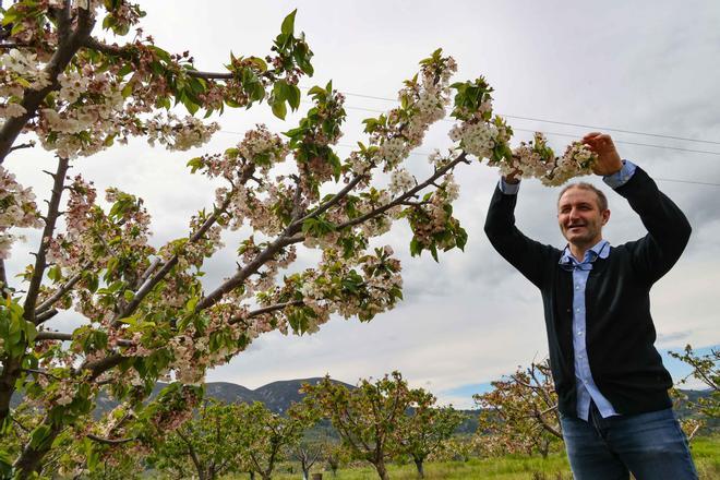 Optimismo por la campaña de cerezas de este año en Alicante
