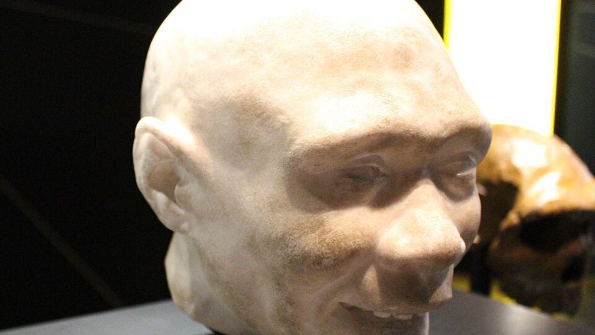 Cabeza de un niño Homo antecessor en el Museo de Historia Natural de Londres. Los fósiles descubiertos en el nuevo estudio son de una época cercana a la del Homo antecessor hallado en Atapuerca.