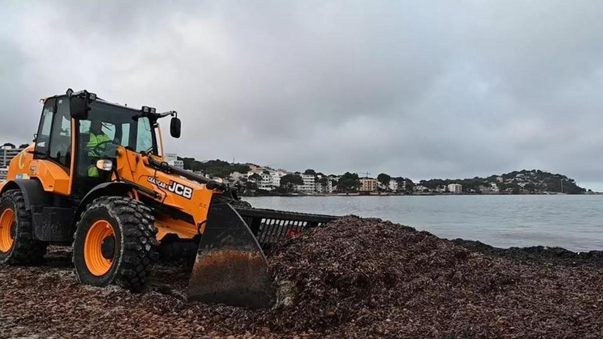 An den bebauten Stränden in Santa Ponça auf Mallorca sammeln Bagger das abgestorbene Segras auf