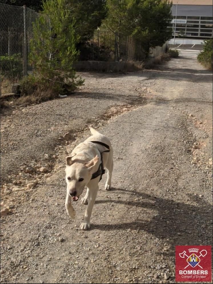 La Unidad Canina de Rescate practica la búsqueda en grandes áreas