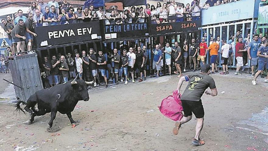 Los toros de Machancoses son habituales en los festejos de Bous al carrer en la provincia de Castellón.