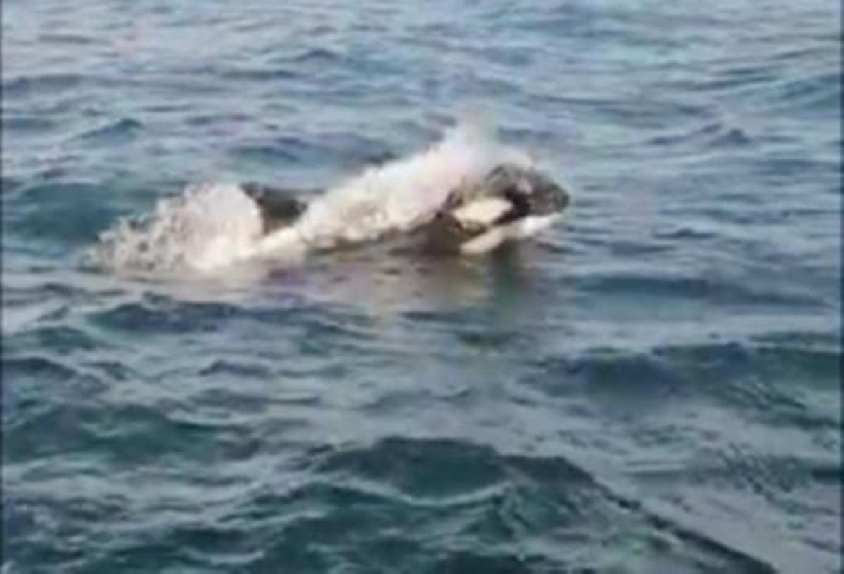 Un grupo de orcas ataca a dos veleros a cinco millas de Ons y devora el timón de uno de ellos