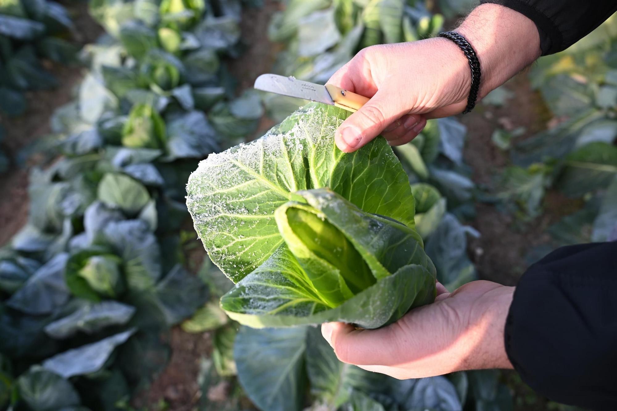 Así han amanecido muchos cultivos de la Vega Baja y el Camp d'Elx: bajo la escarcha