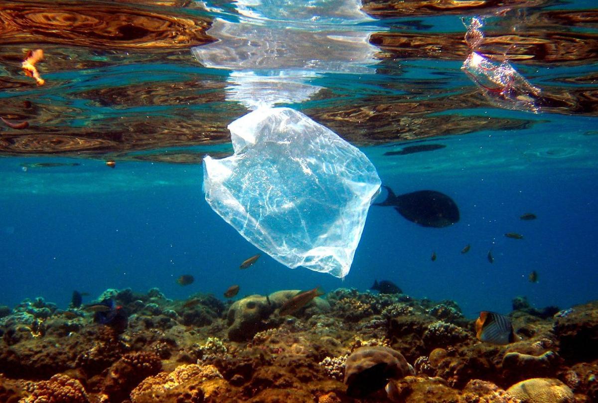 Peces nadan alrededor de una bolsa de plástico en el Mar Rojo.