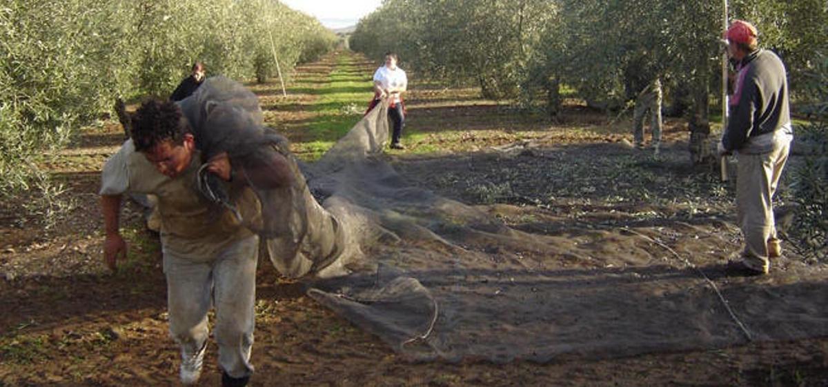 Un grupo de jornaleros recoge las aceitunas de un olivar en la provincia de Málaga.