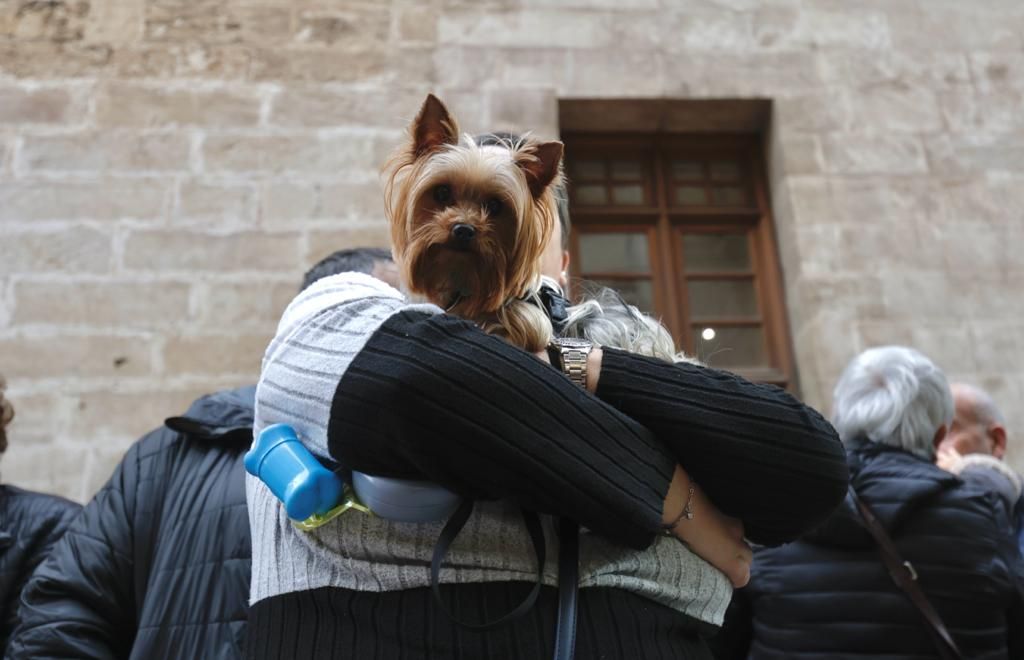 Búscate en las 'Beneïdes' de Mallorca junto a tu mascota
